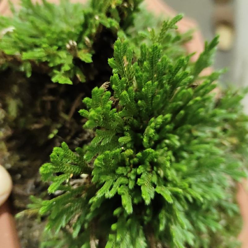 九死还魂草