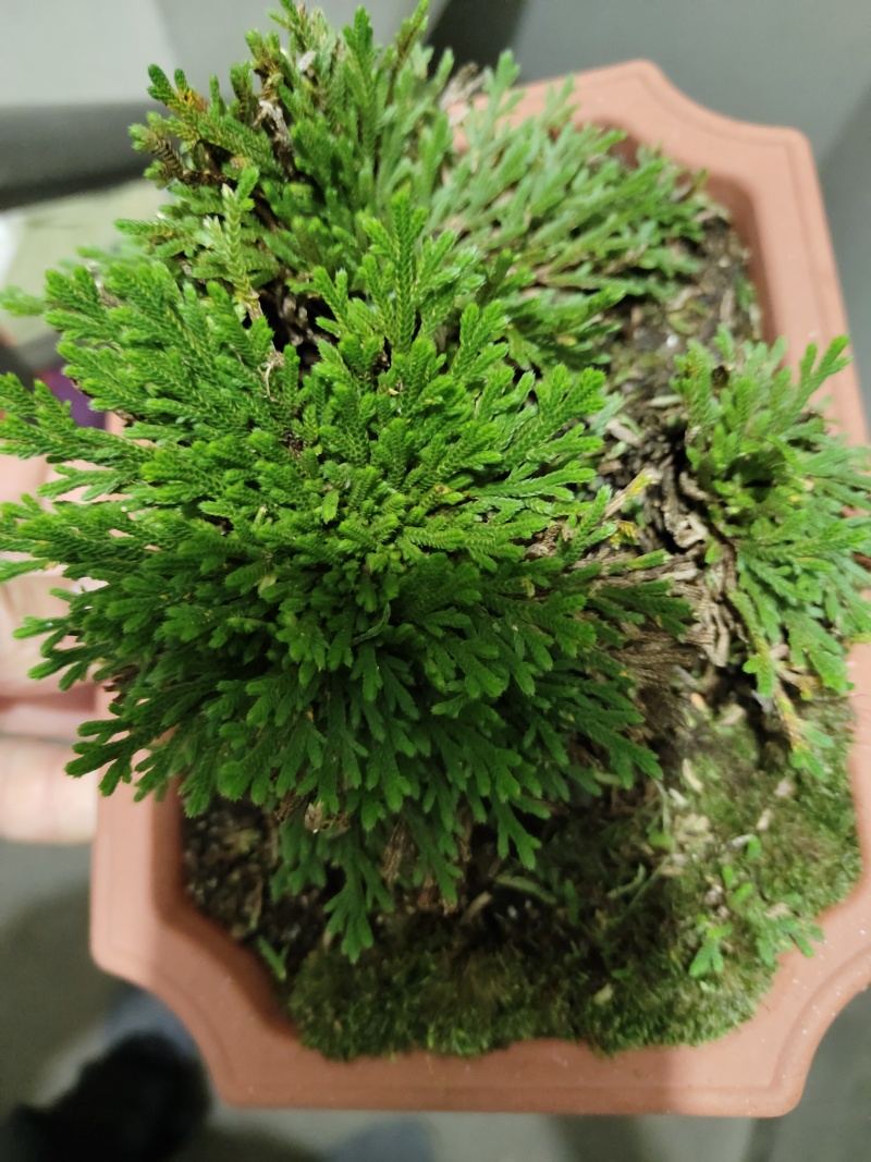 九死还魂草