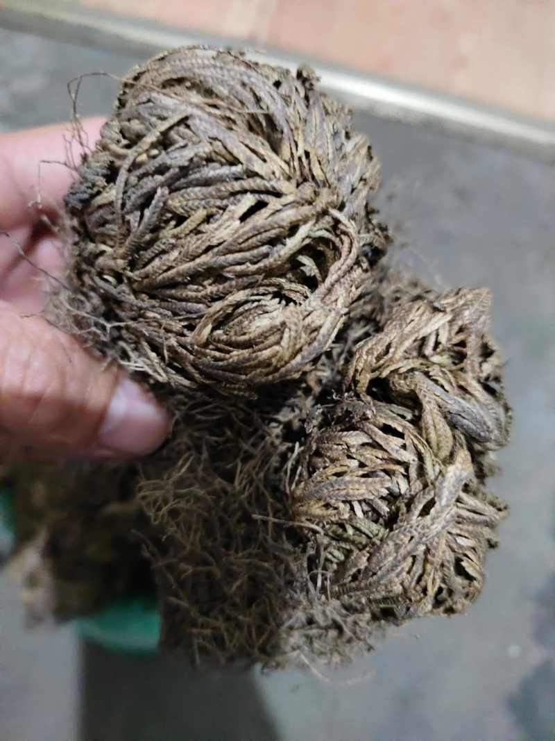 九死还魂草