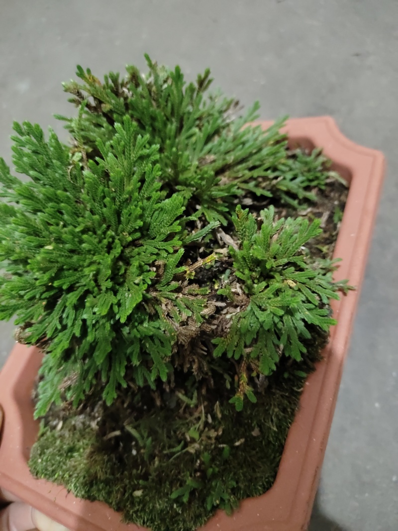 九死还魂草