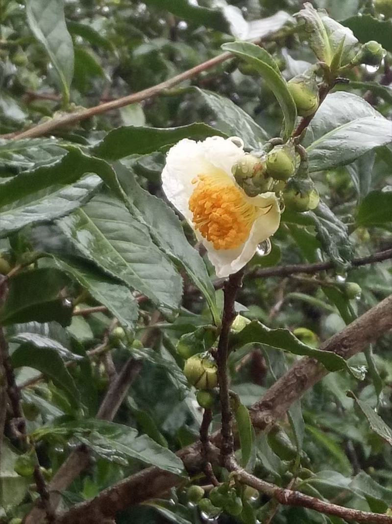 福鼎荒野老丛白茶花