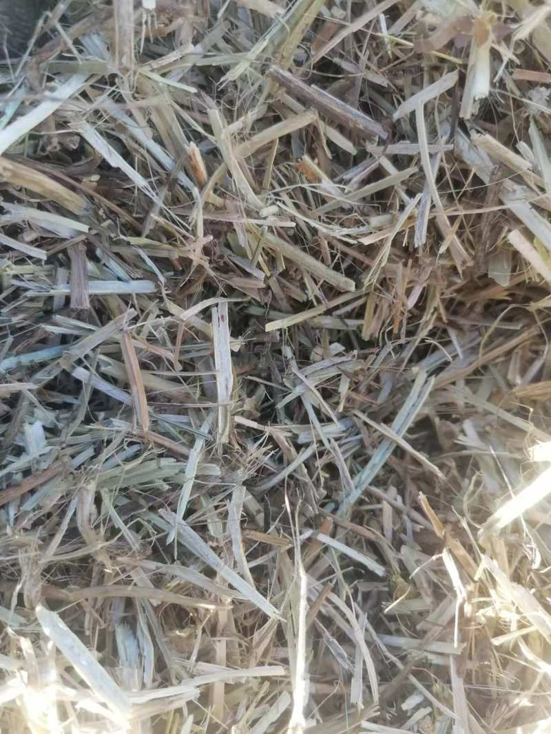一级花生秧牛羊草无土无膜，无霉变，质量保证