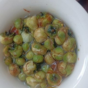 福鼎荒野老丛白茶花