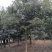 杜英树8-10-12-15-18公分粗