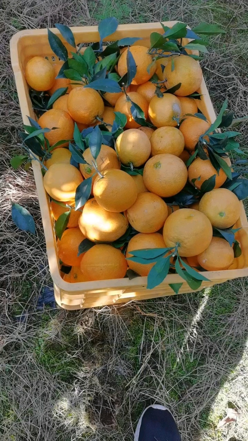 广西桂林精品赣南脐橙大量上市了，果面干净，个头均匀颜色火红