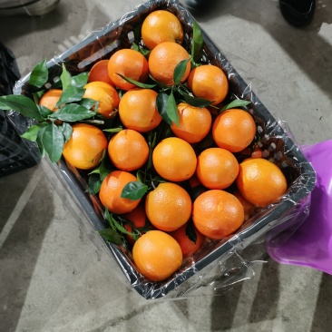 广西桂林精品赣南脐橙大量上市了，果面干净，个头均匀颜色火红