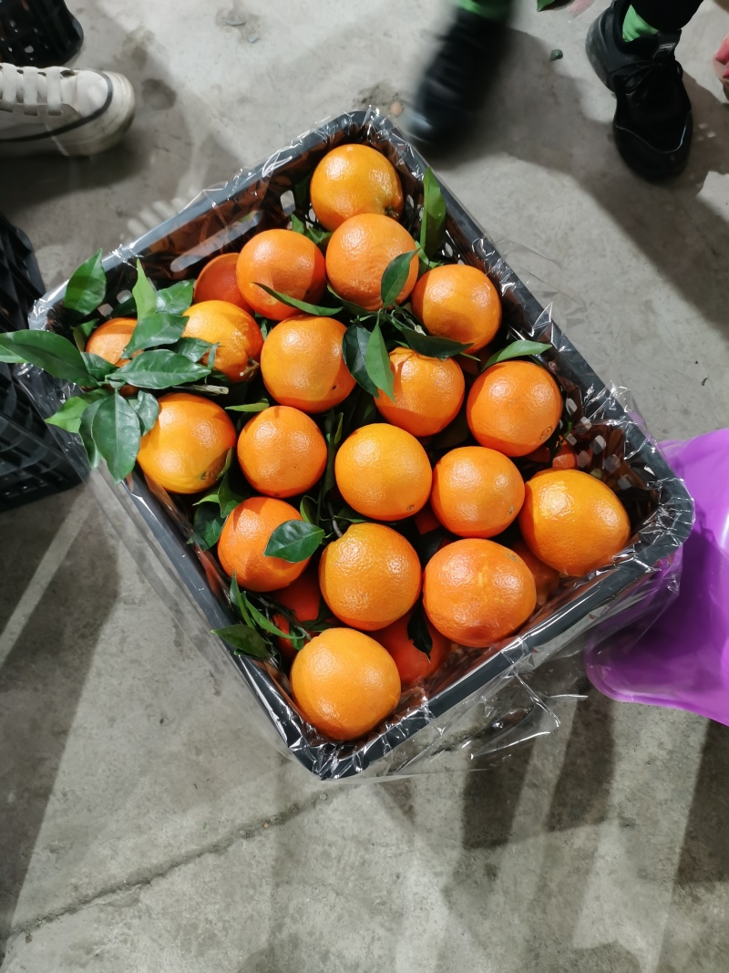 广西桂林精品赣南脐橙大量上市了，果面干净，个头均匀颜色火红