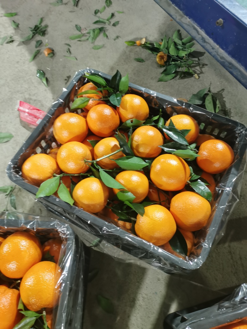 广西桂林精品赣南脐橙大量上市了，果面干净，个头均匀颜色火红