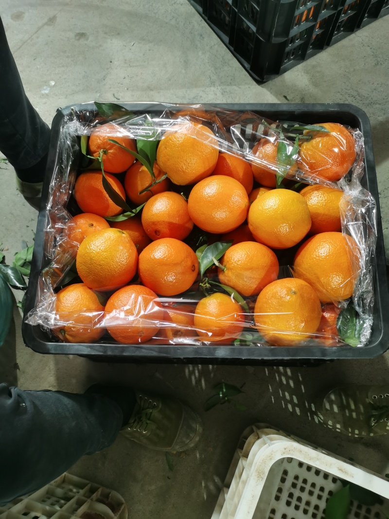 广西桂林精品赣南脐橙大量上市了，果面干净，个头均匀颜色火红