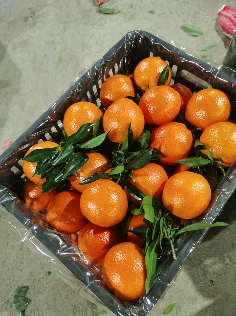 广西桂林精品赣南脐橙大量上市了，果面干净，个头均匀颜色火红