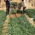 宁玉草莓种苗大叶宁玉包纯度包成活