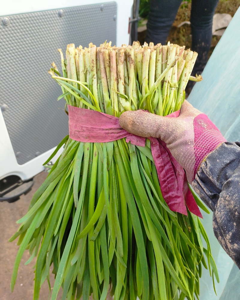 聊城莘县韭菜现已大量上市，货源充足，欢迎洽谈。