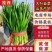 聊城莘县韭菜现已大量上市，货源充足，欢迎洽谈。
