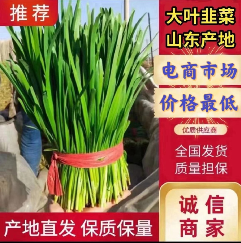 聊城莘县韭菜现已大量上市，货源充足，欢迎洽谈。