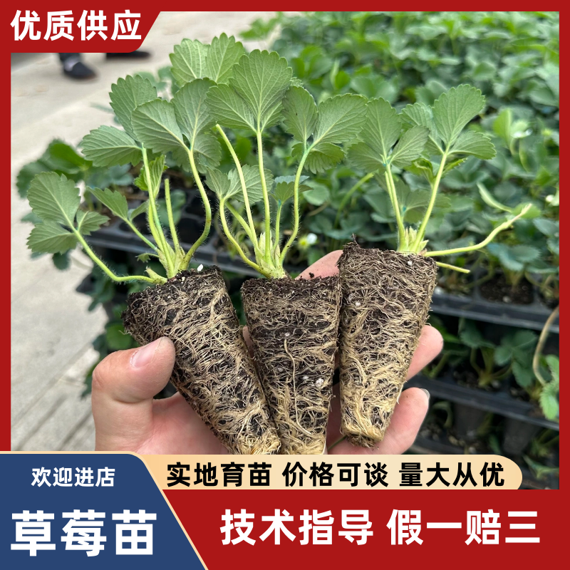 青旗红颜一代大叶红颜068无根腐无胶斑假一赔十