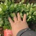 山东菏泽精品大叶香菜大量供应专业批发诚信经营欢迎来电