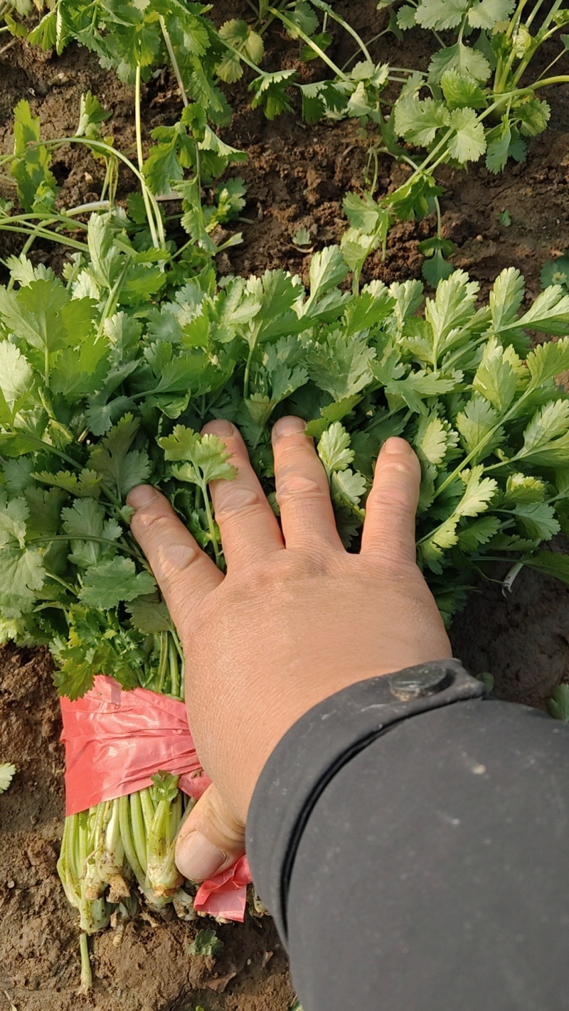 山东菏泽精品大叶香菜大量供应专业批发诚信经营欢迎来电