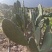 仙人掌🌵苗