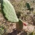 仙人掌🌵苗
