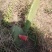 仙人掌🌵苗