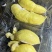金枕榴莲果肉不带壳3.2斤重顺丰快递包邮到家