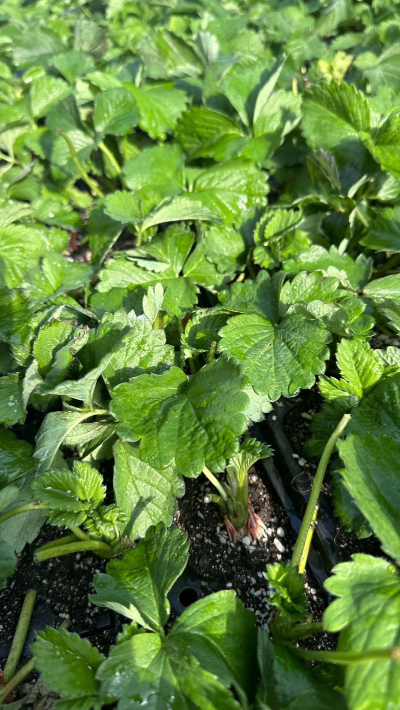 隋株草莓脱毒苗香野草莓苗生产苗三代苗保纯度
