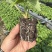 隋株草莓脱毒苗香野草莓苗生产苗三代苗保纯度