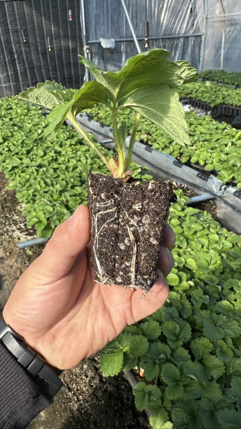 隋株草莓脱毒苗香野草莓苗生产苗三代苗保纯度