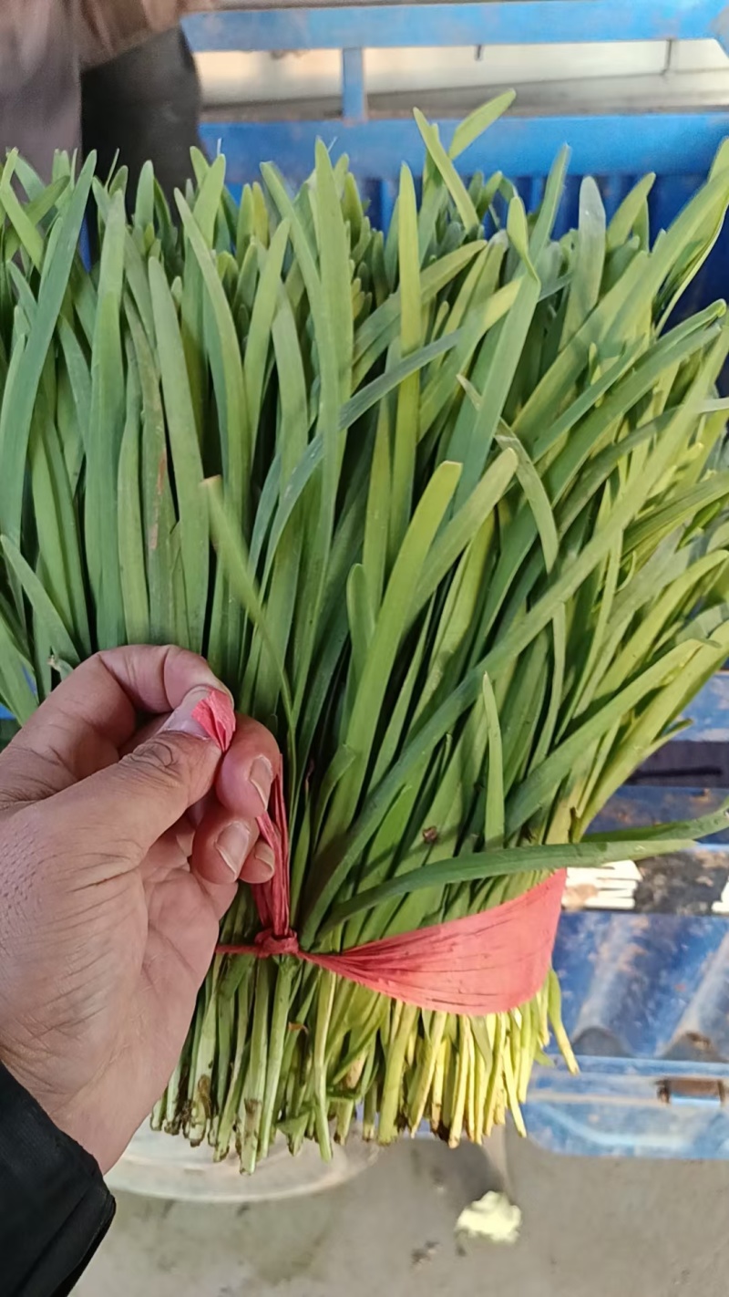 大棚韭菜现已大量上市。大量供应市场电商欢迎洽谈