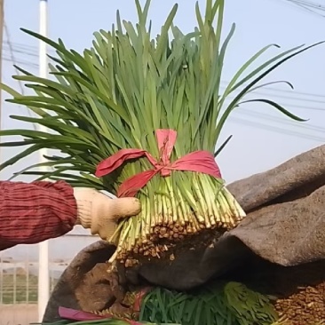 大棚韭菜现已大量上市。大量供应市场电商欢迎洽谈