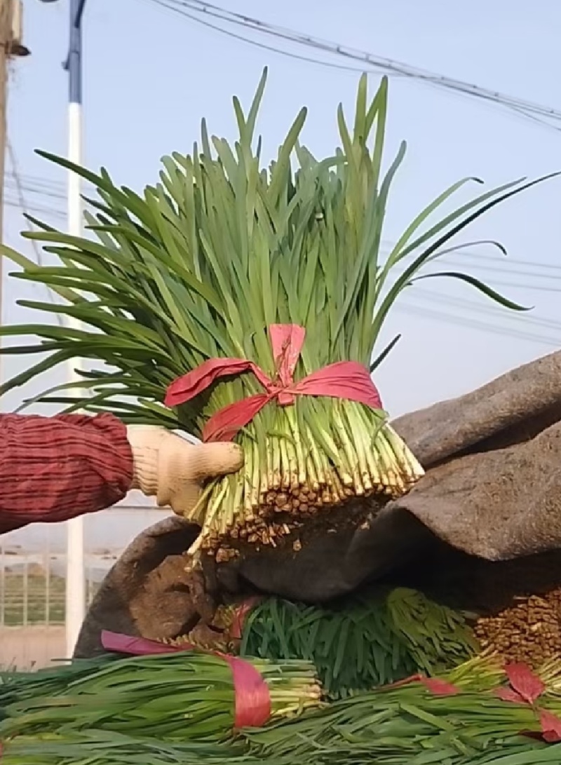 大棚韭菜现已大量上市。大量供应市场电商欢迎洽谈