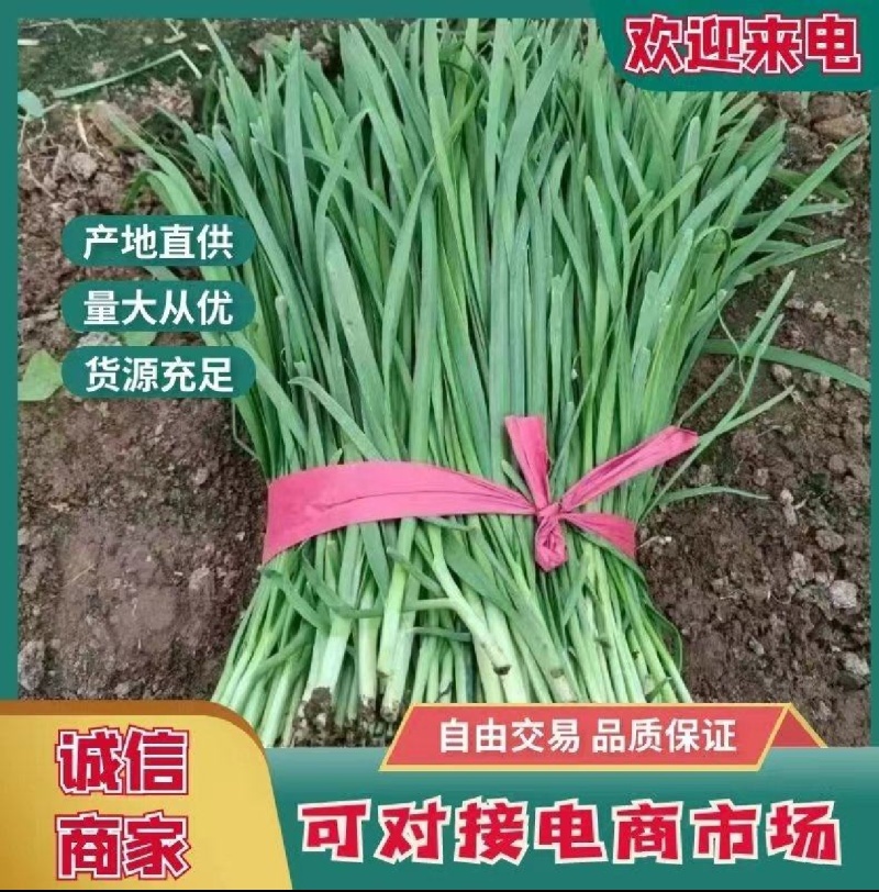 大棚韭菜现已大量上市。大量供应市场电商欢迎洽谈