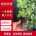 脱毒越秀草莓苗实地育苗没有中间商硬果越秀种苗