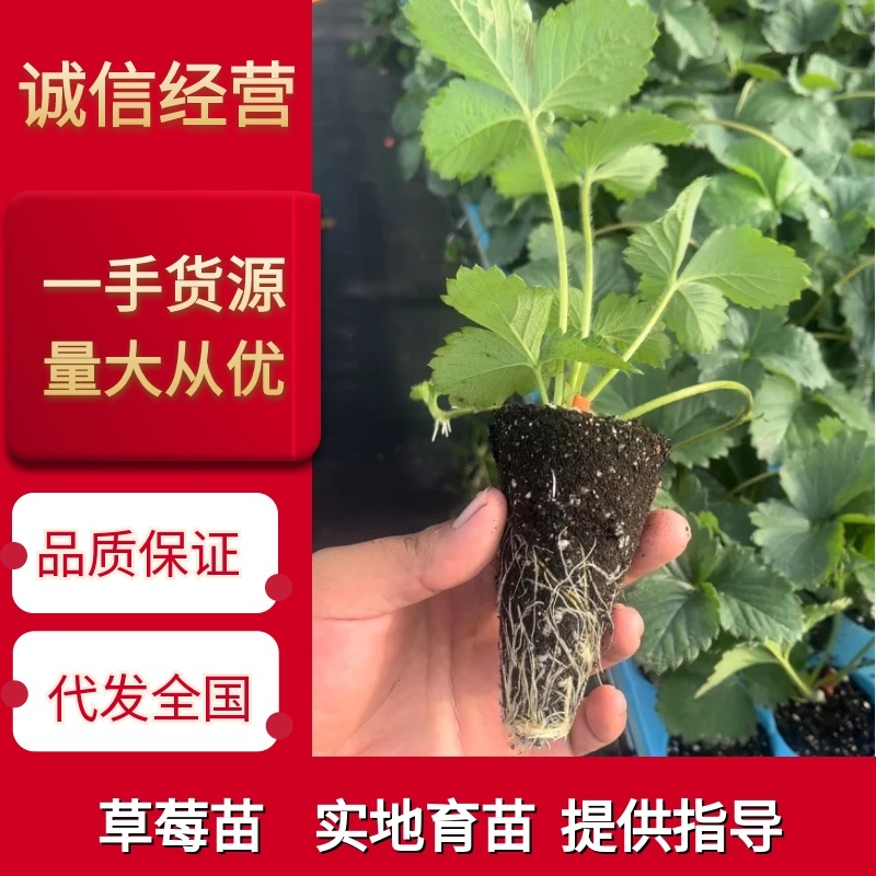脱毒越秀草莓苗实地育苗没有中间商硬果越秀种苗