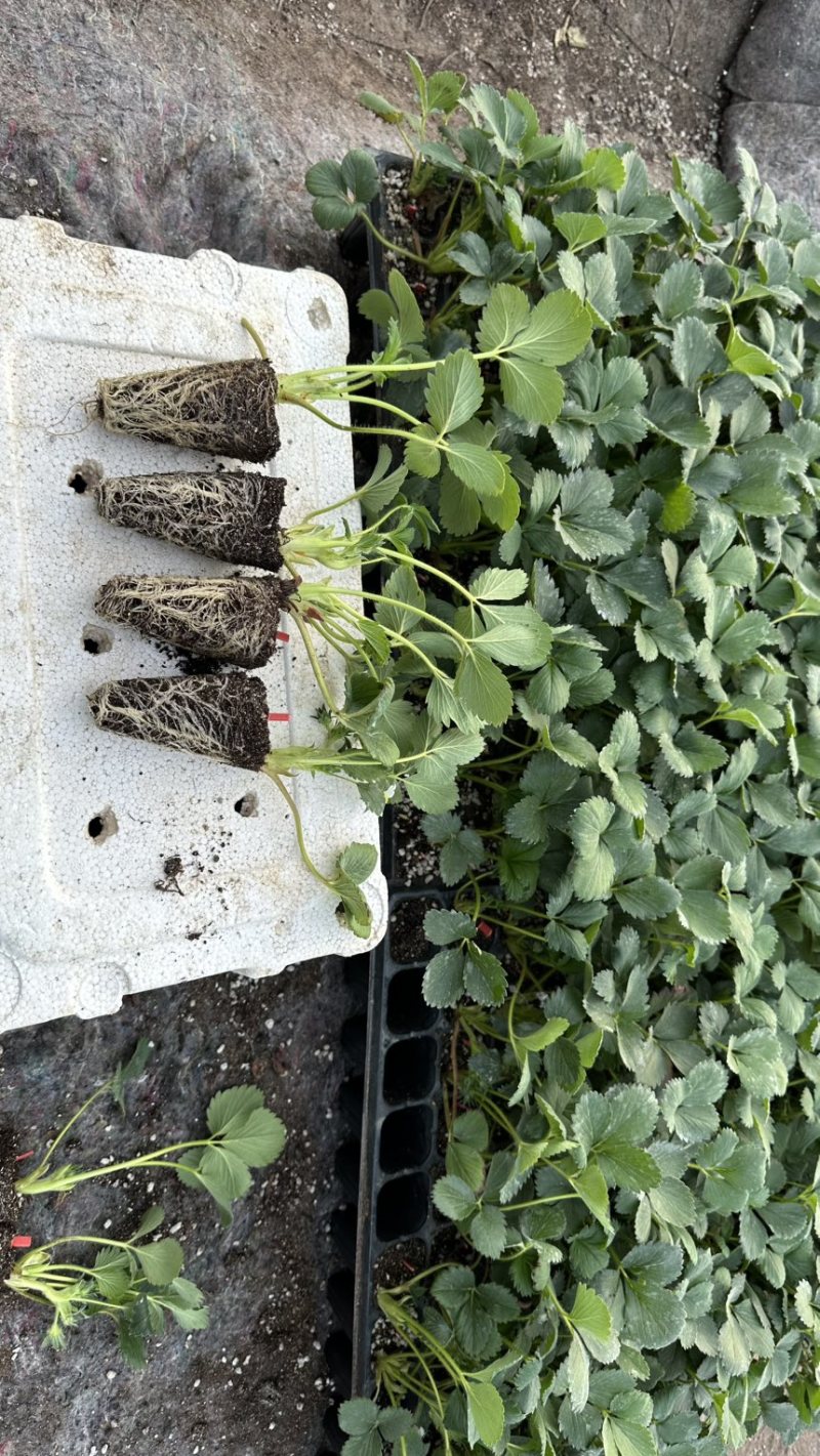 脱毒越秀草莓苗实地育苗没有中间商硬果越秀种苗