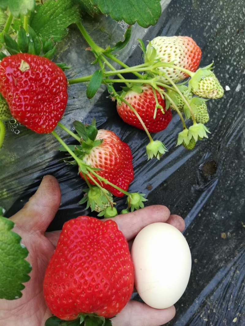 脱毒越秀草莓苗实地育苗没有中间商硬果越秀种苗
