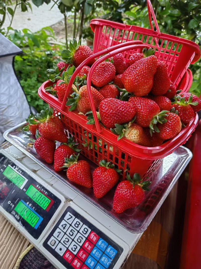 脱毒越秀草莓苗实地育苗没有中间商硬果越秀种苗