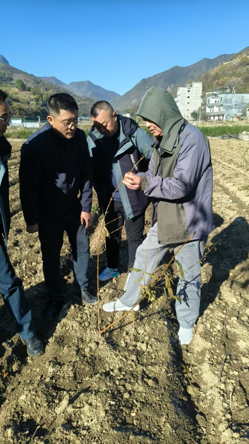 湖北连翘育苗种植基地现挖先发，一手货源视频看货包技术指导