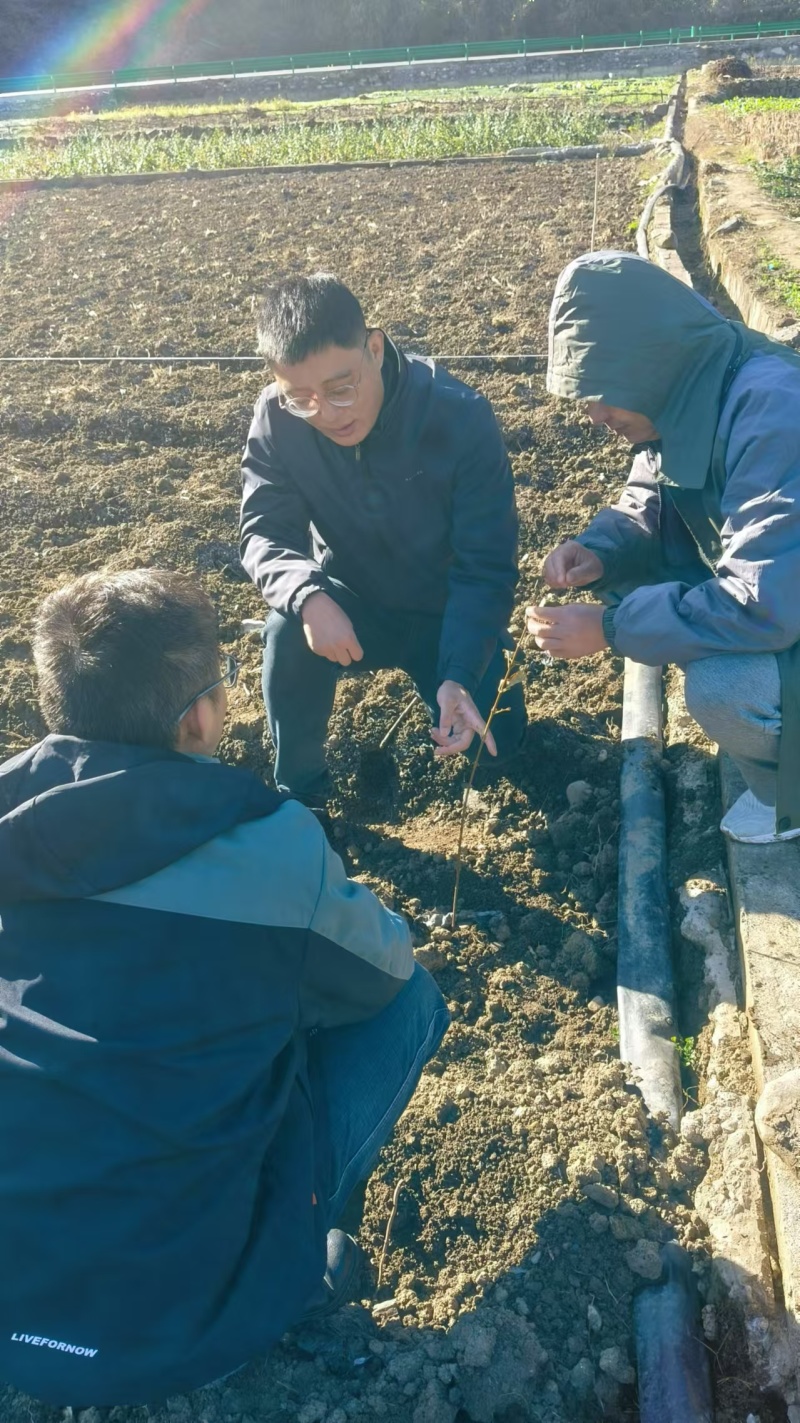 湖北连翘育苗种植基地现挖先发，一手货源视频看货包技术指导