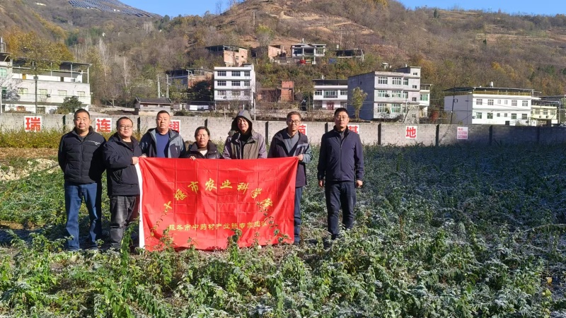 湖北连翘育苗种植基地现挖先发，一手货源视频看货包技术指导