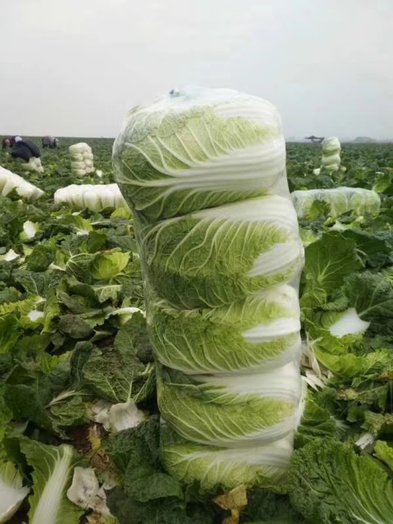 湖北黄心大白菜大量上市了一条龙服务稳定供应市场批发量大从优