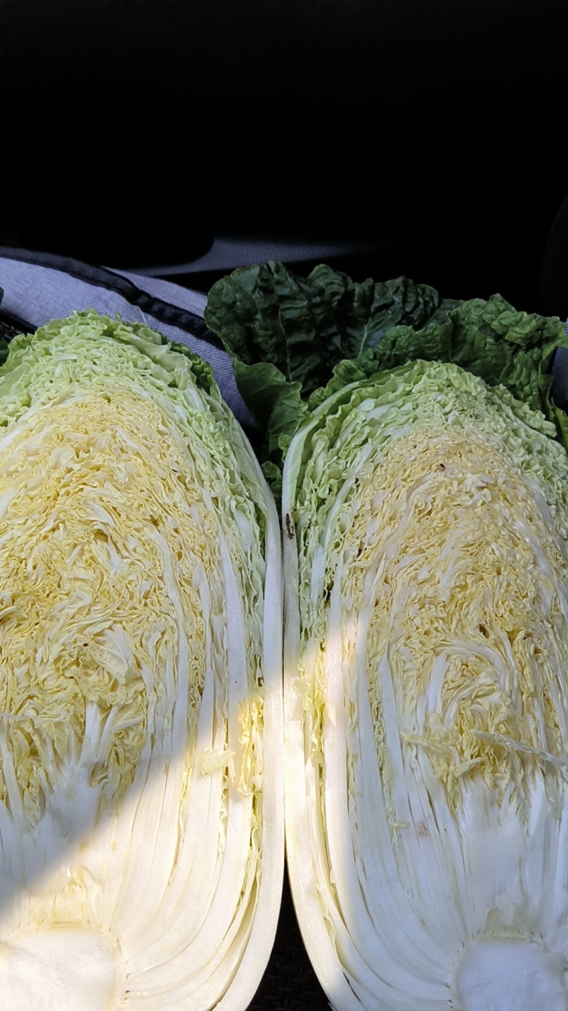 湖北黄心大白菜大量上市了一条龙服务稳定供应市场批发量大从优
