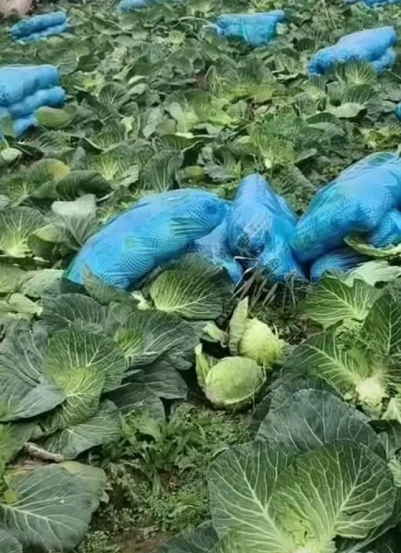 湖北圆包甘蓝日走货上万斤对接商超批发团购量大从优
