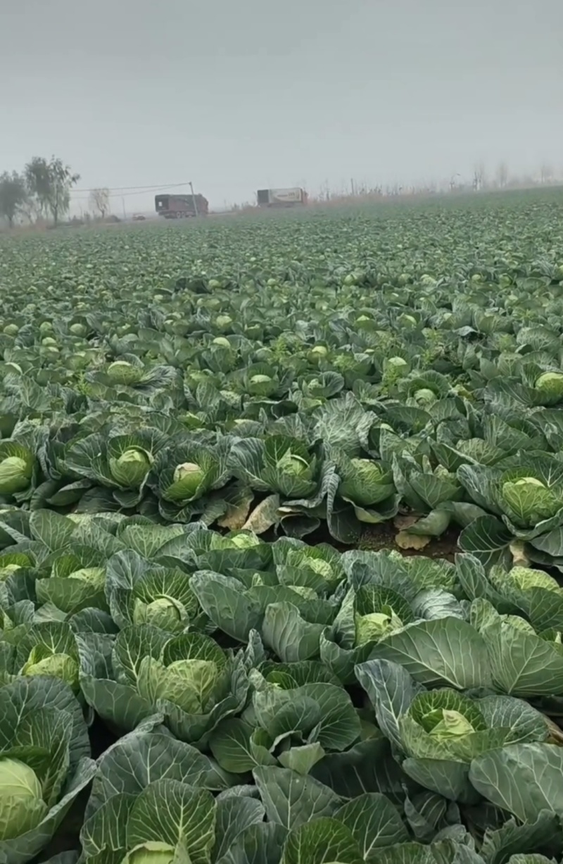 湖北圆包甘蓝日走货上万斤对接商超批发团购量大从优