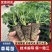 真红美玲草莓种苗*甜草莓黑珍珠草莓苗品种包纯假一赔十