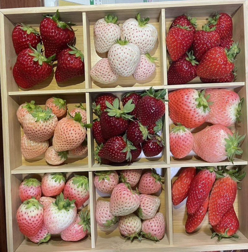 真红美玲草莓种苗*甜草莓黑珍珠草莓苗品种包纯假一赔十