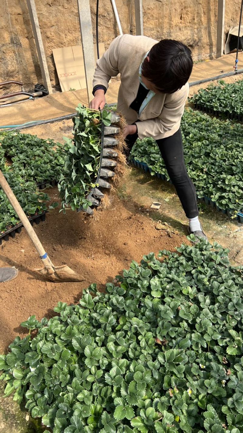 真红美玲草莓种苗*甜草莓黑珍珠草莓苗品种包纯假一赔十