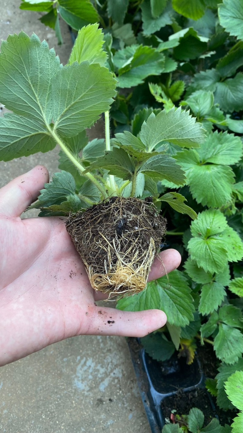 真红美玲草莓种苗*甜草莓黑珍珠草莓苗品种包纯假一赔十