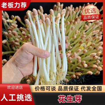 江西花生芽苗菜现货现发品质保证欢迎咨询