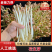 江西花生芽苗菜现货现发品质保证欢迎咨询